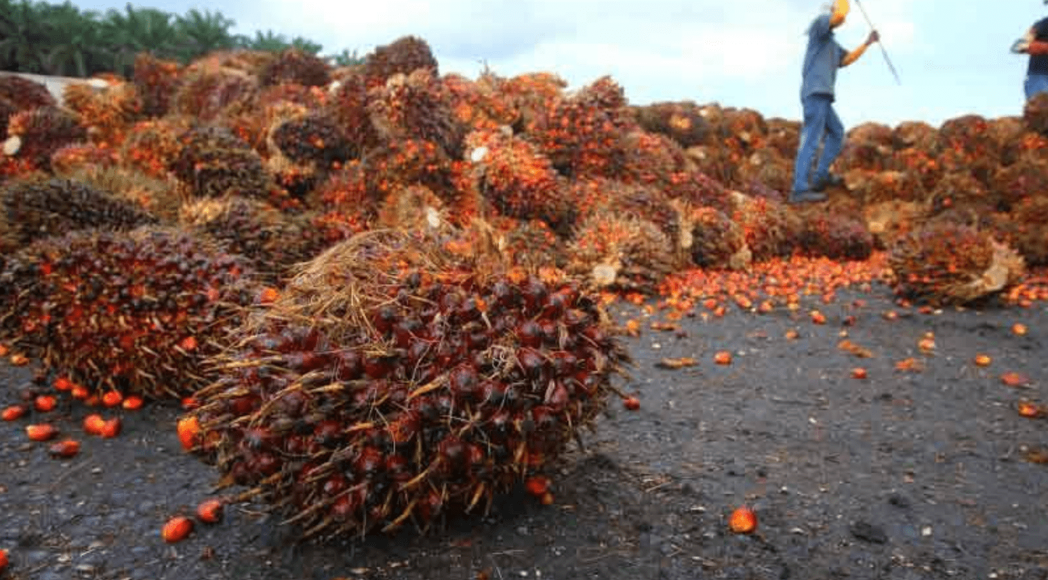 Laman Web Rasmi KPK - SAWIT : UPNM Guna Bahan Buangan Kelapa Sawit Jadi ...