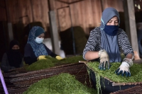 04 Oktober 2021_Kunjungan ke Kilang proses tembakau di Kampung Tok Ayah Aur,Bachok ,Kelantan