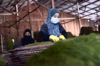 04 Oktober 2021_Kunjungan ke Kilang proses tembakau di Kampung Tok Ayah Aur,Bachok ,Kelantan_6