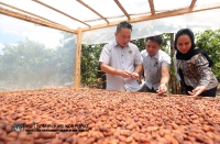 17 MEI 2022 - LAWATAN YBTM DATUK WILLIE ANAK MONGIN KE KEBUN KOKO DI NAPONG, RANAU