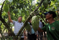 17 APRIL 2022 - LAWATAN YBTM DATUK WILLIE ANAK MONGIN KE KEBUN KOKO DI NAPONG, RANAU_4