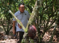 17 APRIL 2022 - LAWATAN YBTM DATUK WILLIE ANAK MONGIN KE KEBUN KOKO DI NAPONG, RANAU_5