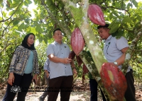 17 MEI 2022 - LAWATAN YBTM DATUK WILLIE ANAK MONGIN KE KEBUN KOKO DI NAPONG, RANAU