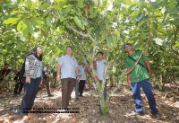 17 MEI 2022 - LAWATAN YBTM DATUK WILLIE ANAK MONGIN KE KEBUN KOKO DI NAPONG, RANAU