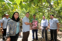 17 APRIL 2022 - LAWATAN YBTM DATUK WILLIE ANAK MONGIN KE KEBUN KOKO DI NAPONG, RANAU_8