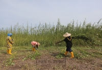 18 OKTOBER 2021 - Lawatan kerja YBTM ke kawasan tanaman kenaf di Pekan, Pahang dan Pusat Industri Kenaf (PIK), Tebu Hitam, Rompin, Pahang_6