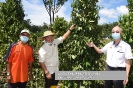 Lawatan Kerja YB Tuan Willie Mongin ke Kebun Lada di Kawasan Puncak Borneo, Kuching, Sarawak_1